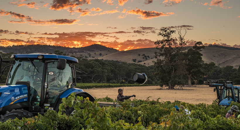 St Hallett tractor in the vineyard